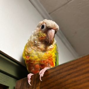 Meet your Posher, Chloe